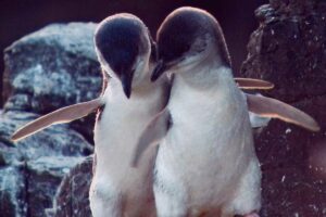 akaroa penguins Farm stay NZ