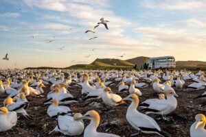 gannet colony new zealand escorted tours