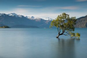 wanaka tree self drive New Zealand holidays