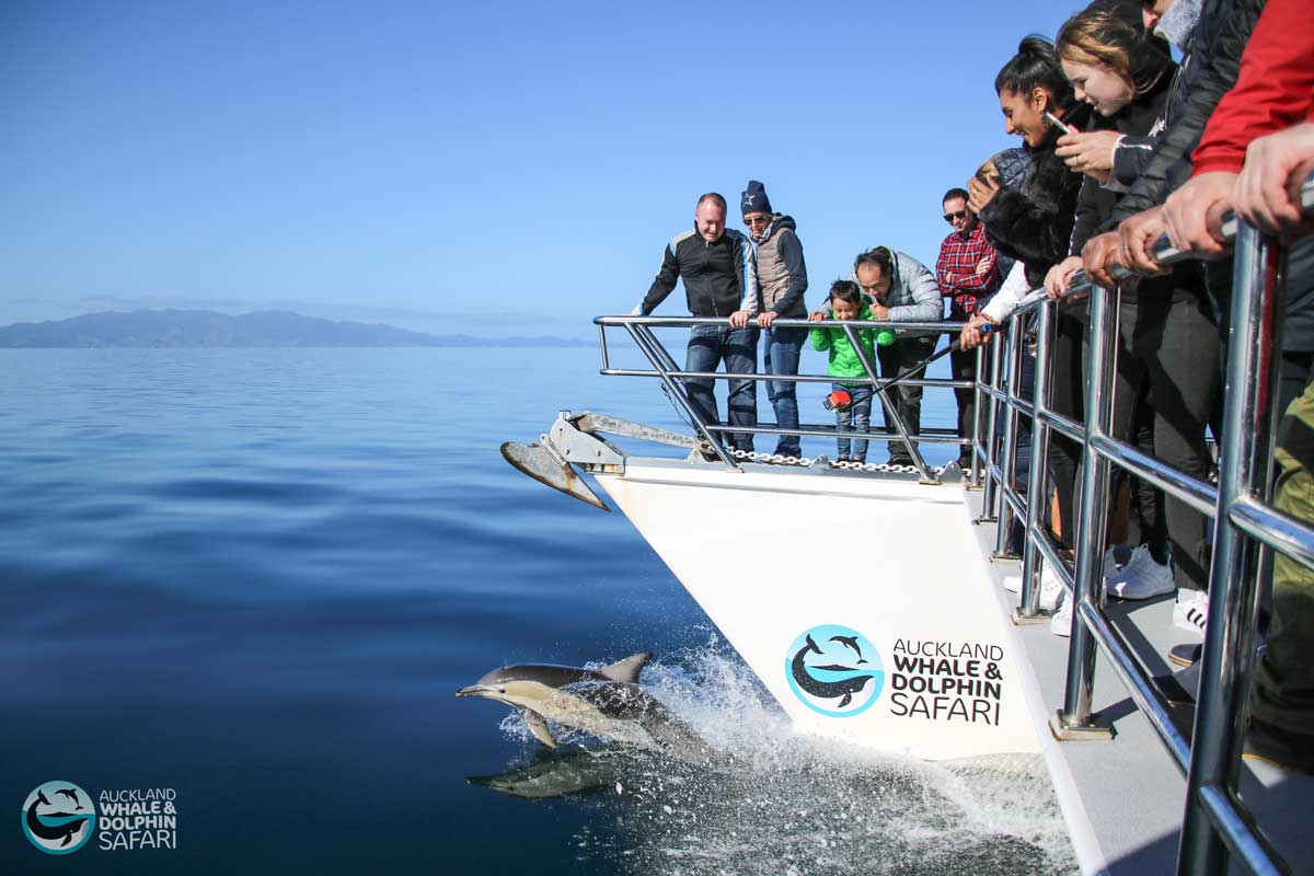 Auckland Whale & Dolphin Safaris
